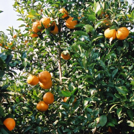 树体 (MAFF, Japan)