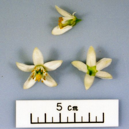 果实 (MAFF, Japan)