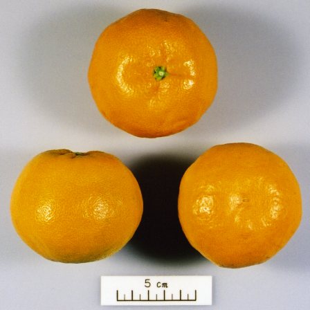 果实 (MAFF, Japan)