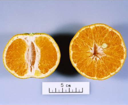 果实 (MAFF, Japan)