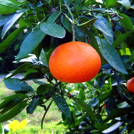 树体 (MAFF, Japan)