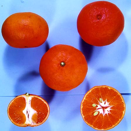 果实 (MAFF, Japan)