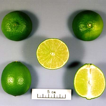 树体 (MAFF, Japan)