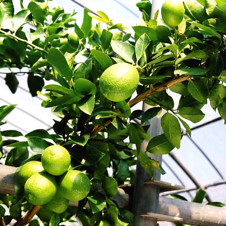 果实 (MAFF, Japan)