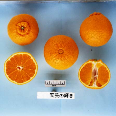 树体 (MAFF, Japan)