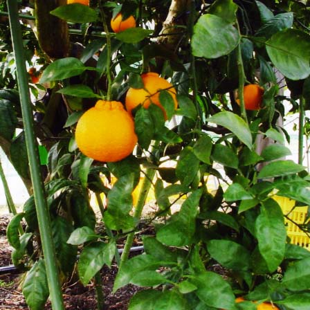 果实 (MAFF, Japan)