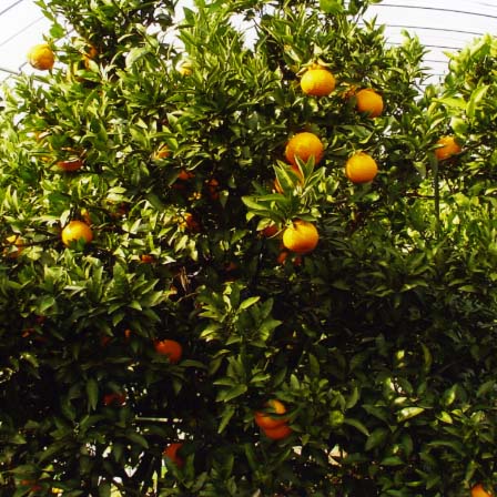 果实 (MAFF, Japan)