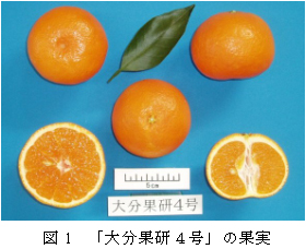 果实 (MAFF, Japan)