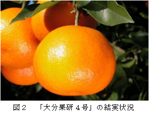 果实 (MAFF, Japan)