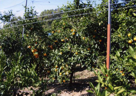 树体 (MAFF, Japan)