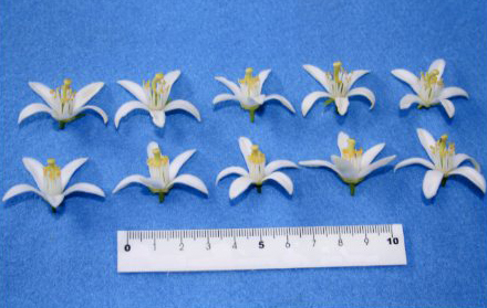 果实 (MAFF, Japan)