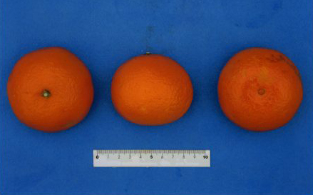 果实 (MAFF, Japan)