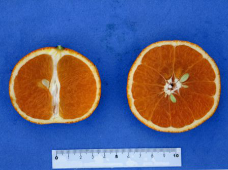 果实 (MAFF, Japan)