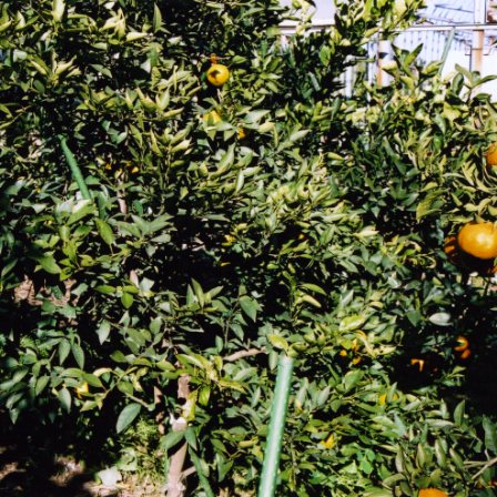 树体 (MAFF, Japan)