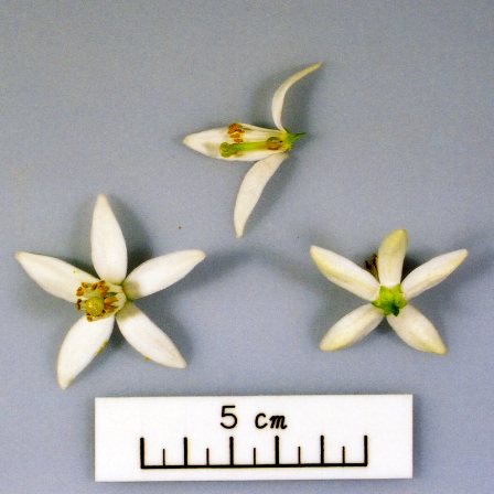 果实 (MAFF, Japan)