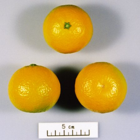 果实 (MAFF, Japan)