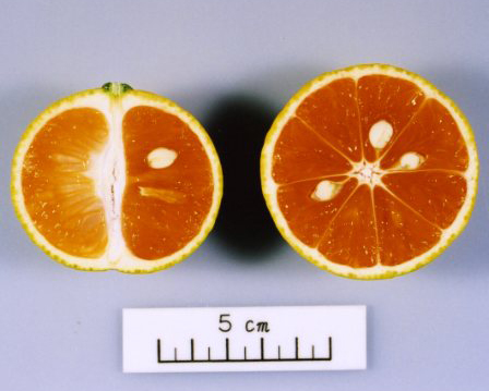 果实 (MAFF, Japan)