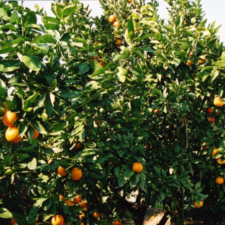 树体 (MAFF, Japan)