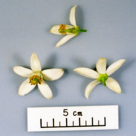 果实 (MAFF, Japan)