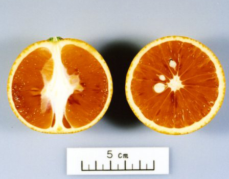 果实 (MAFF, Japan)