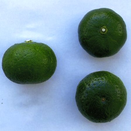 树体 (MAFF, Japan)