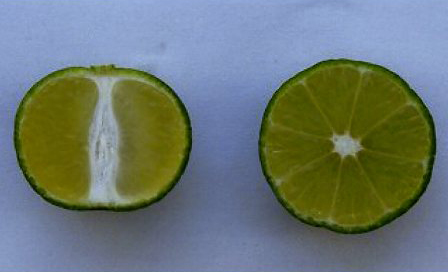 果实 (MAFF, Japan)