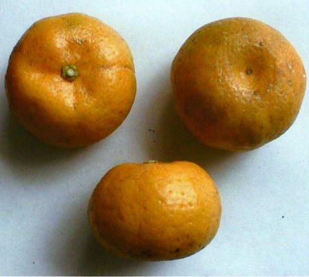 果实 (MAFF, Japan)