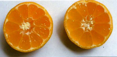 果实 (MAFF, Japan)