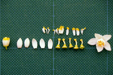 果实 (MAFF, Japan)