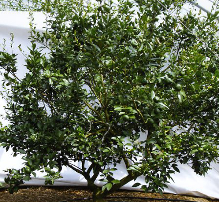 树体 (MAFF, Japan)