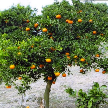 树体 (MAFF, Japan)