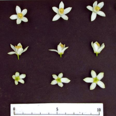 果实 (MAFF, Japan)