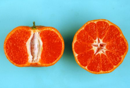 果实 (MAFF, Japan)