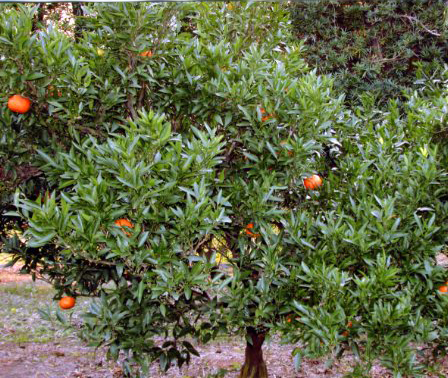 树体 (MAFF, Japan)