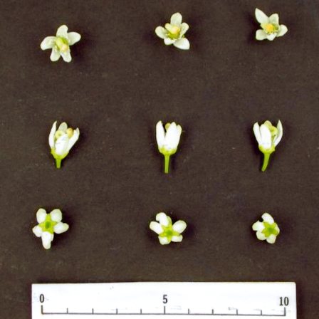 果实 (MAFF, Japan)