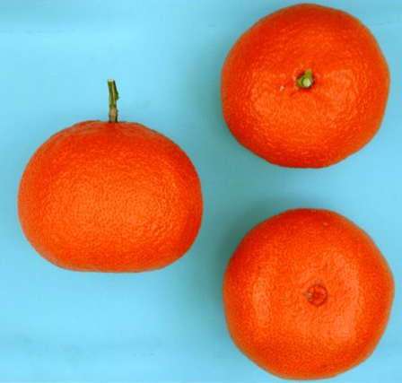 果实 (MAFF, Japan)