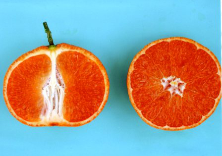 果实 (MAFF, Japan)