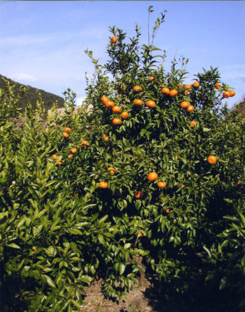 树体 (MAFF, Japan)