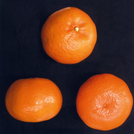 果实 (MAFF, Japan)