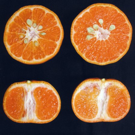 果实 (MAFF, Japan)