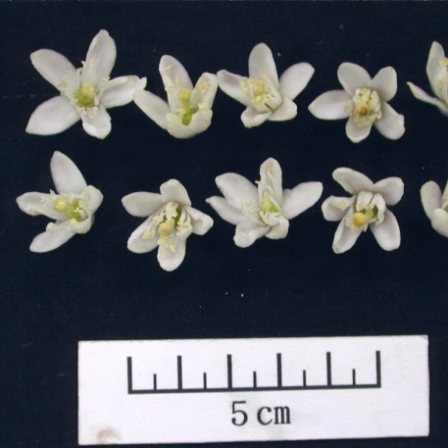 果实 (MAFF, Japan)