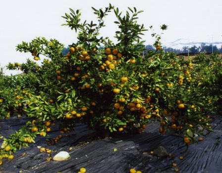 树体 (MAFF, Japan)