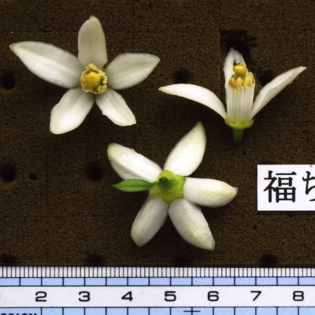 果实 (MAFF, Japan)