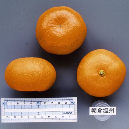 果实 (MAFF, Japan)