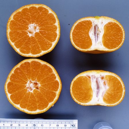 果实 (MAFF, Japan)