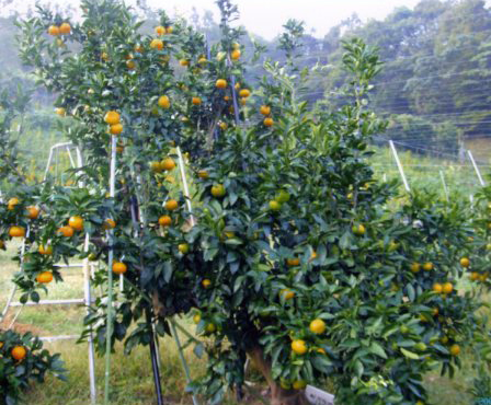 树体 (MAFF, Japan)