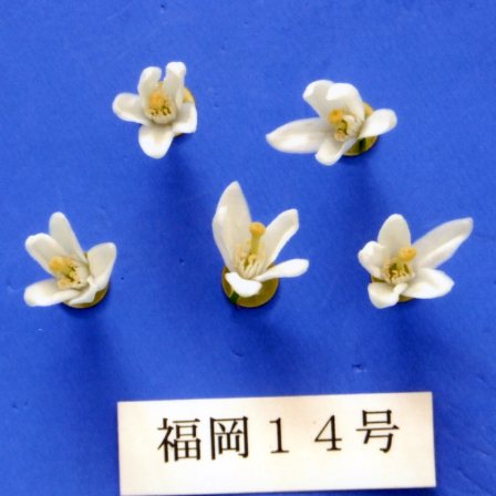 果实 (MAFF, Japan)