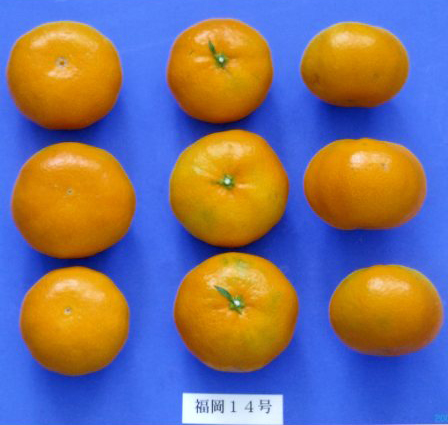 果实 (MAFF, Japan)