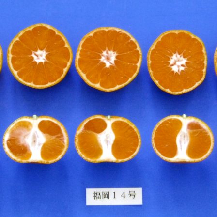 果实 (MAFF, Japan)