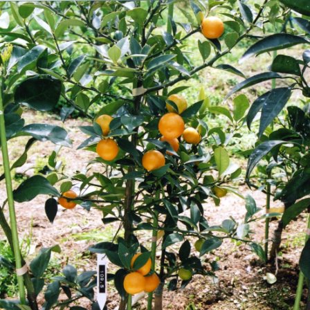 树体 (MAFF, Japan)